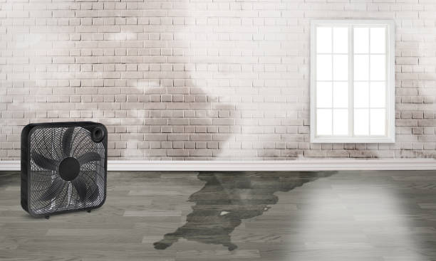 Best Mold removal after water damage  in Idaho Springs, CO